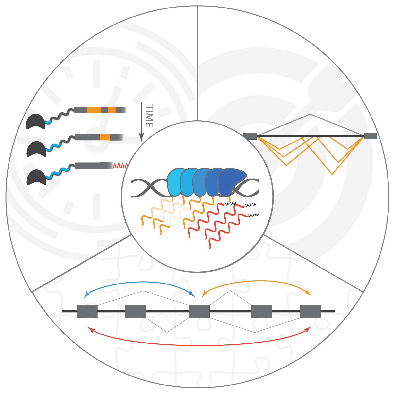 Abstract Fluid Shape